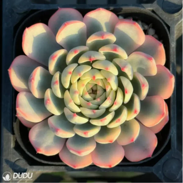 1756114401-1-2926.webp Echeveria Blue Jasmine - Image 1