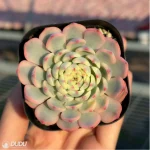 Echeveria Blue Jasmine - Image 2
