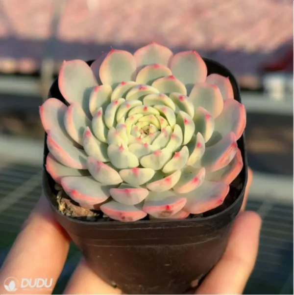 Echeveria Blue Jasmine - Image 3