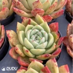 Echeveria Ferghana horse