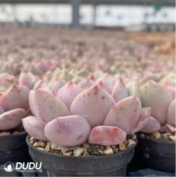 Echeveria Ariel - Image 4