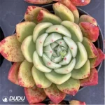 Echeveria Ferghana horse - Image 3