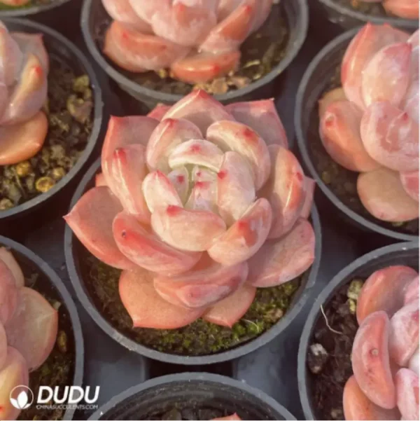 1756114410-1-2889.webp Echeveria Strawberry almond - Image 1