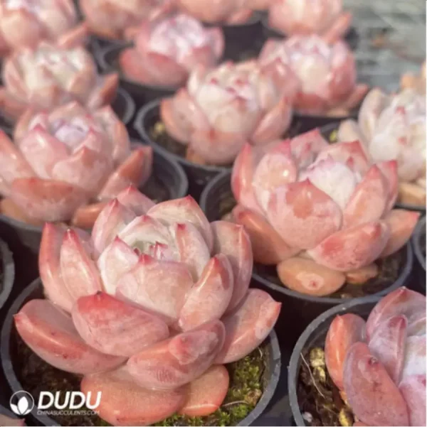 Echeveria Strawberry almond - Image 2