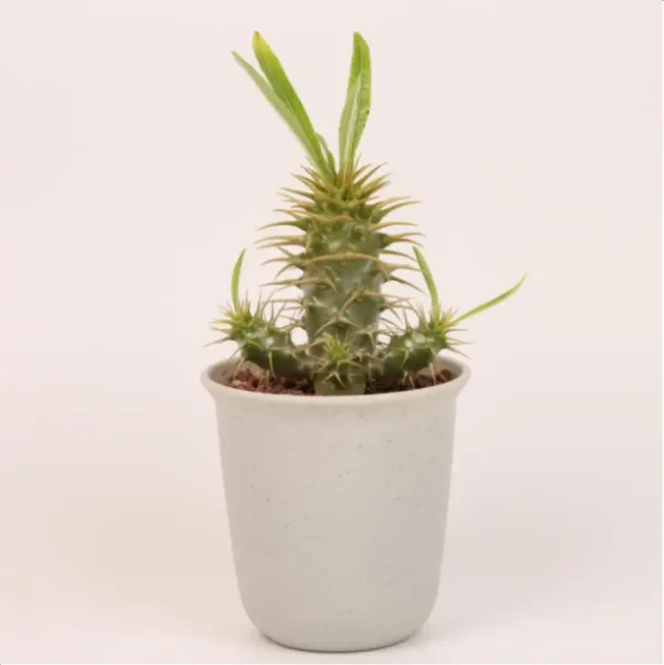 1756114413-1-2884.webp Pachypodium ambongense - Image 1