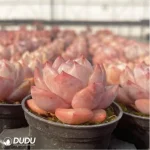 Echeveria Strawberry almond - Image 4