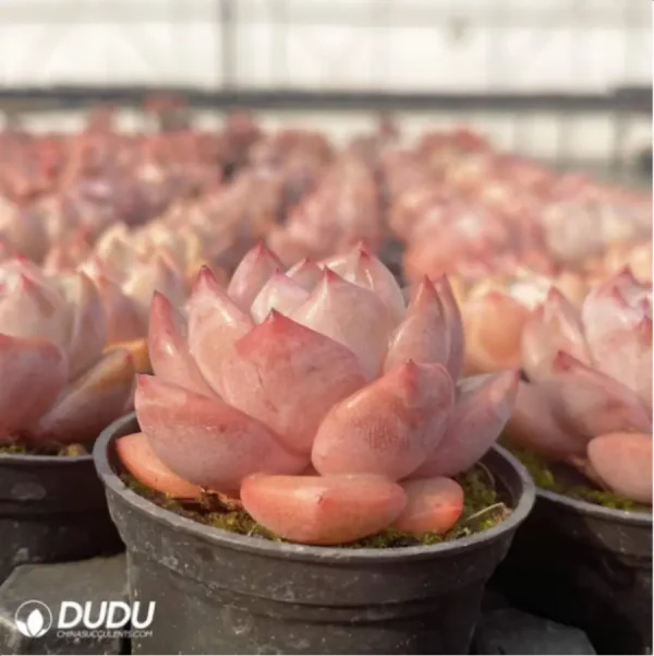 Echeveria Strawberry almond - Image 4