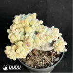 Echeveria Frosty .Cristate