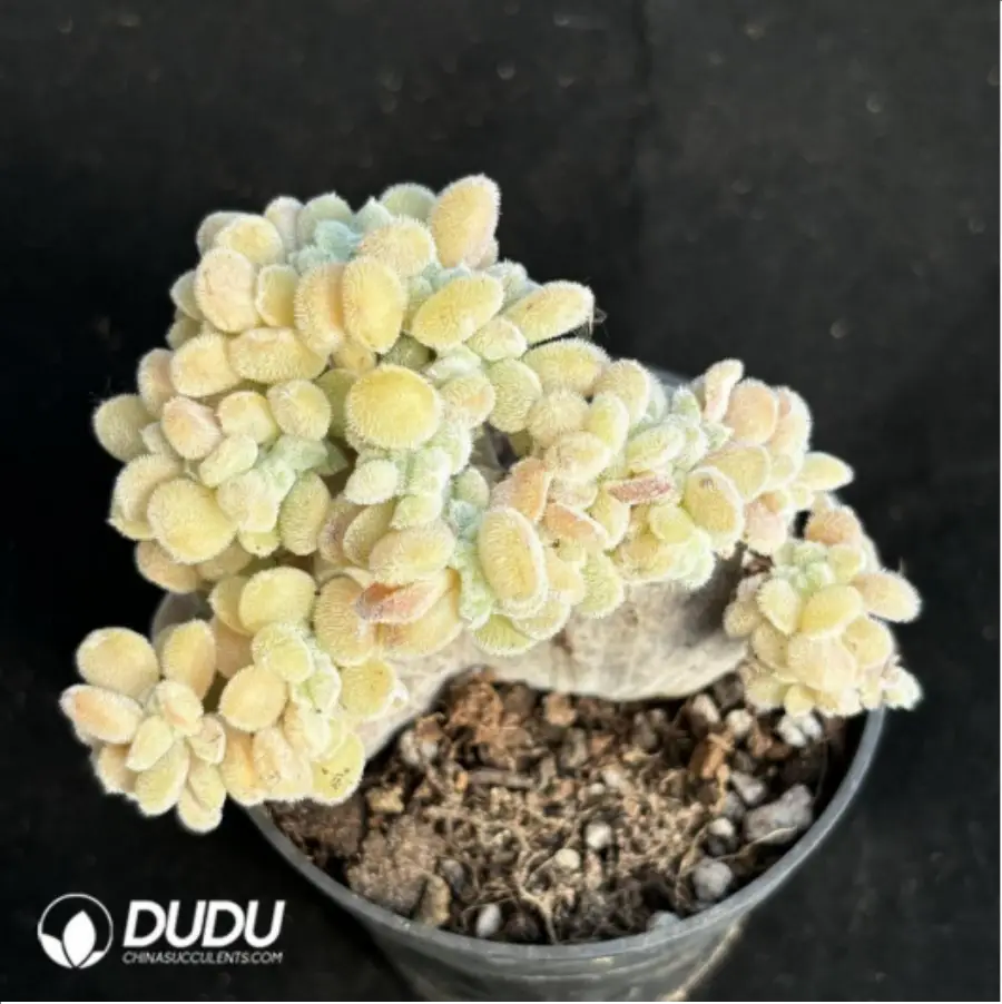 1756114416-1-2475.webp Echeveria Frosty .Cristate - Image 1