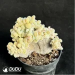 Echeveria Frosty .Cristate - Image 2