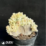 Echeveria Frosty .Cristate - Image 4