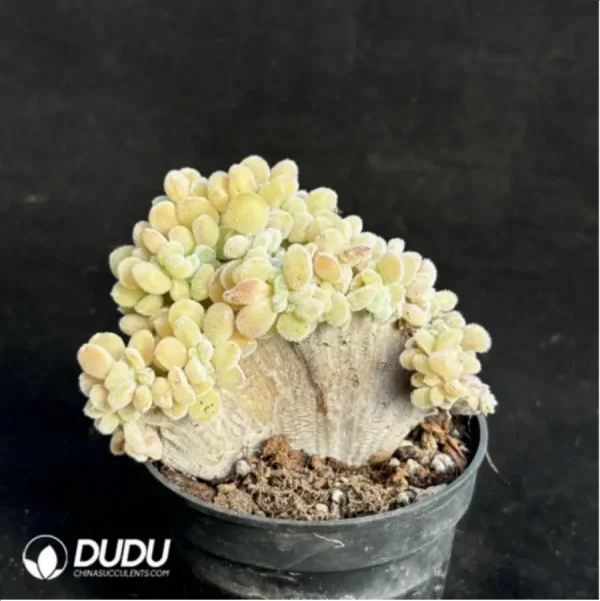 Echeveria Frosty .Cristate - Image 4