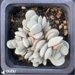crassula tecta