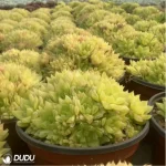 Haworthia cymbiformis f. variegata clustering