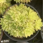Haworthia cymbiformis f. variegata clustering - Image 2