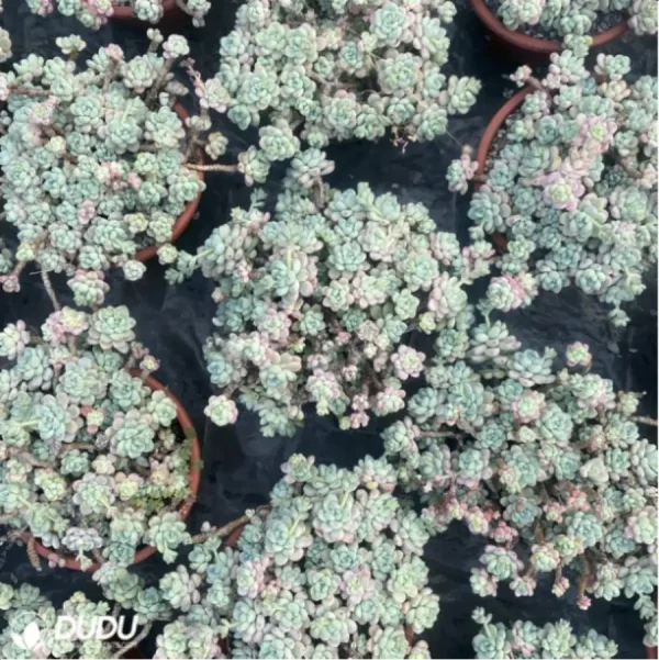 1756114427-1-2862.webp Graptopetalum Raul Clustering - Image 1