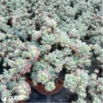 Graptopetalum Raul Clustering - Image 2