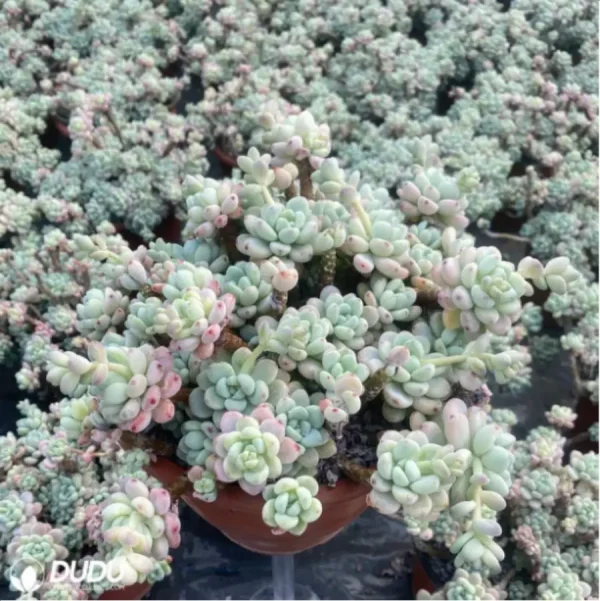 Graptopetalum Raul Clustering - Image 2