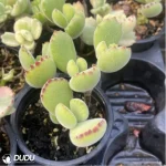 Cotyledon tomentosa - Image 2