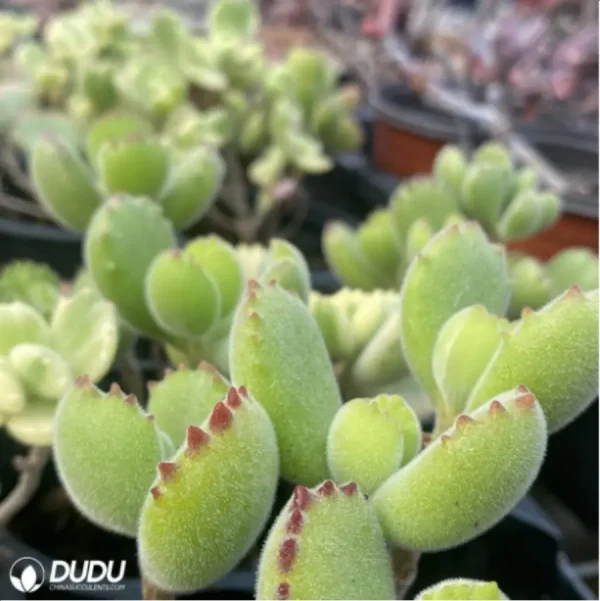 1756114433-3-497.webp Cotyledon tomentosa - Image 3