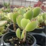 Cotyledon tomentosa - Image 4