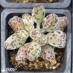 Adromischus Cooperi v. Festivus