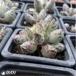 Adromischus Cooperi v. Festivus - Image 2