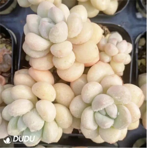 1756114440-1-2852.webp Graptopetalum Daphni Clustering - Image 1