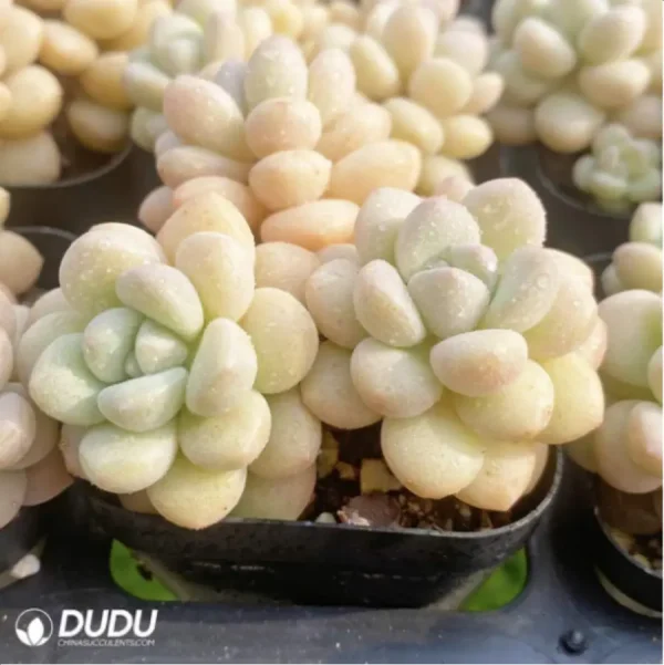 1756114440-2-1876.webp Graptopetalum Daphni Clustering - Image 2
