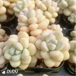 Graptopetalum Daphni Clustering - Image 3