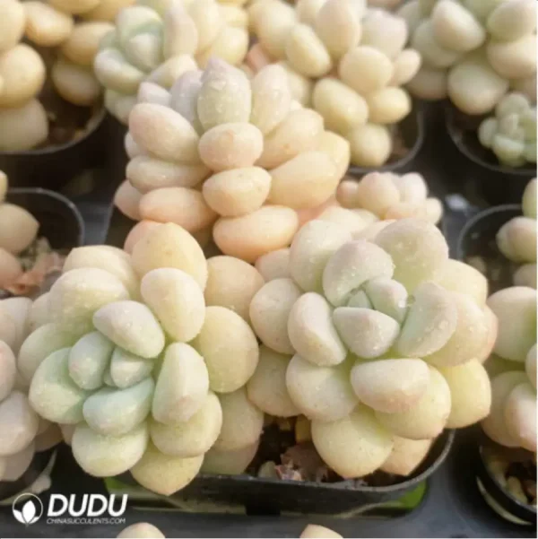 1756114441-3-489.webp Graptopetalum Daphni Clustering - Image 3