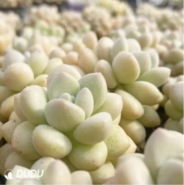 1756114442-4-305.webp Graptopetalum Daphni Clustering - Image 4