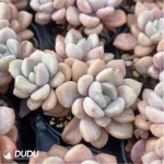 Graptopetalum Spotted deer Clustering