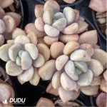 Graptopetalum Spotted deer Clustering - Image 2