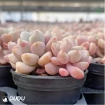 Graptopetalum Spotted deer Clustering - Image 4