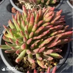 Dudleya viscida Clustering