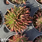 Dudleya viscida Clustering - Image 2