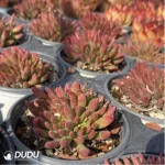 Dudleya viscida Clustering - Image 3