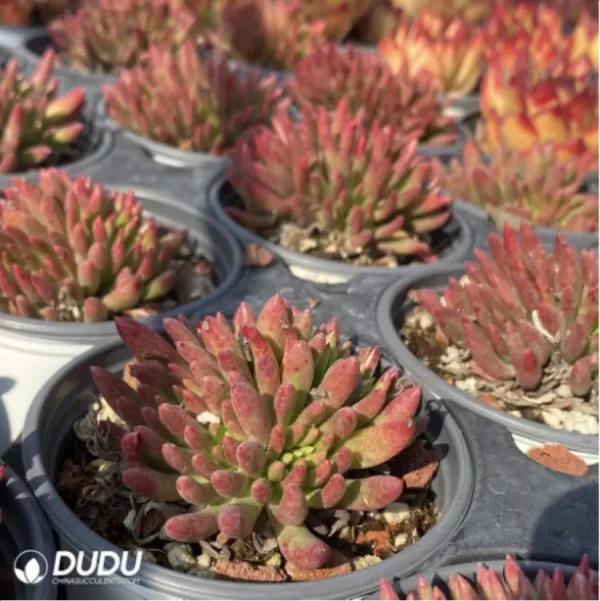 Dudleya viscida Clustering - Image 3