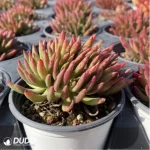 Dudleya viscida Clustering - Image 4