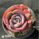 Echeveria Beyonce variegated