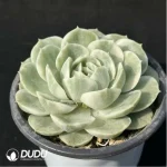 Echeveria Onslow variegate - Image 2