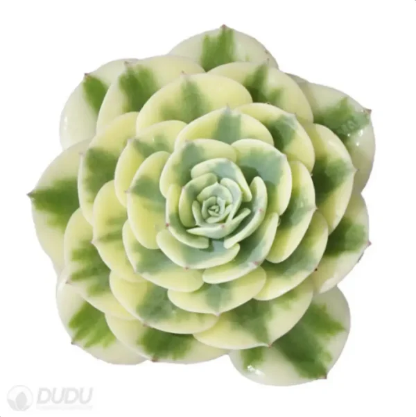 1756114461-1-2833.webp Echeveria Lenore Dean variegate - Image 1