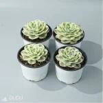 Echeveria Lenore Dean variegate - Image 2