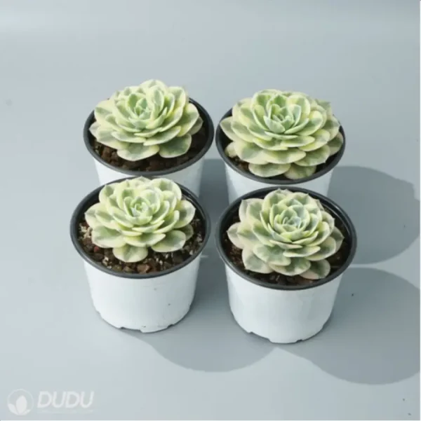 Echeveria Lenore Dean variegate - Image 2