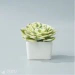 Echeveria Lenore Dean variegate - Image 4