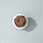 Echeveria Wildfire - Image 3