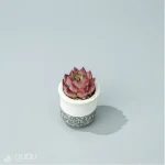 Echeveria Wildfire - Image 4