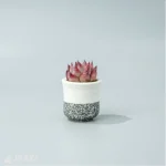 Echeveria Wildfire - Image 5