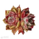 Echeveria Rosaceae Double Head
